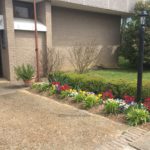 Ripley Public Library Spring Flowers