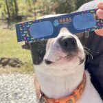 Blue Mountain Library  enjoying the eclipse